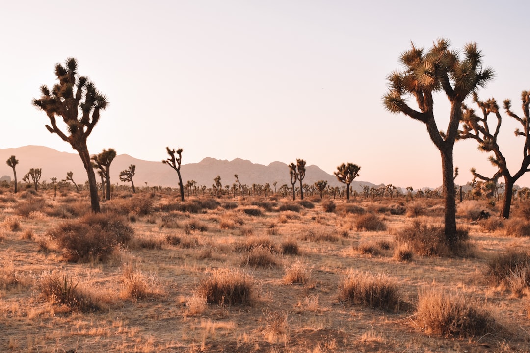 Visitors Guide to Lake Mackay, Western Australia and Northern Territory