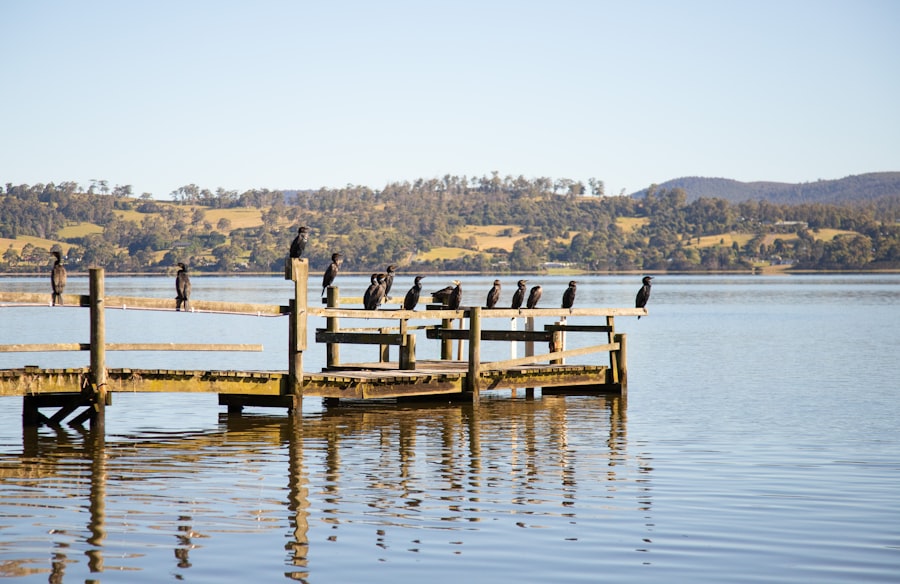 Tamar Tasmania